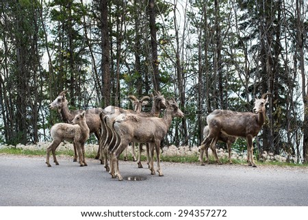 herd of young bighorn sheep on the edge of highway road in Banff, AB, Canada. Taken in July, 2014.