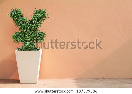 china money symbol tree on pot plant