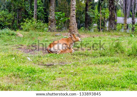 Cow grazing in the background of the jungle in the Thai village