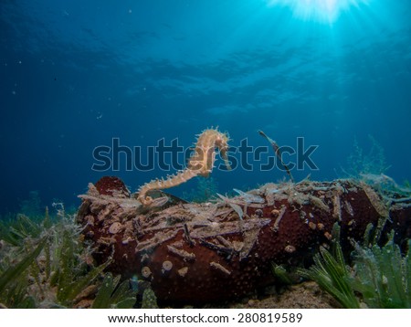 Seahorse Swimming over Sea Cucumber. Sun Rays in the Water