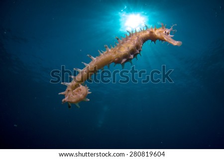 Seahorse Swimming on blue background with Sun Rays