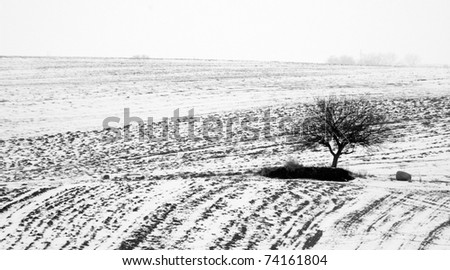 Winter landscape. Fields and trees in black&white.
