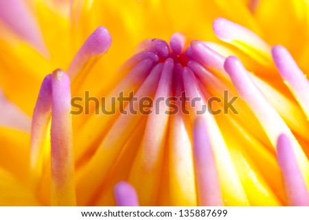 lotus,yellow,violet
