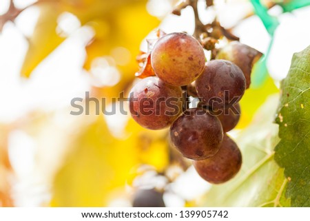 bad ripening grape clusters on the vine