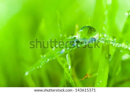 dews,dew drop,drop,green grass,cycle