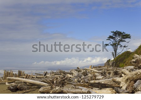In the Olympic National Park, State of Washington, driftwood collects on the beach