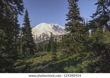 Peek-a-boo view of Mt. Rainier from the forest near the Sunrise Visitors Center,