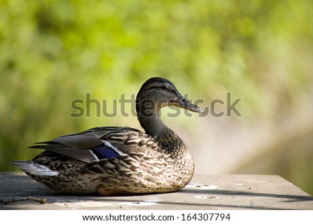 One duck sitting in the parc