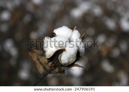 A single cotton bud on a cotton field in Virginia, USA.