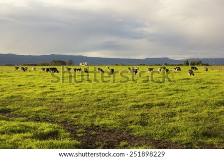 Cattle grazing in the open meadows in Australia