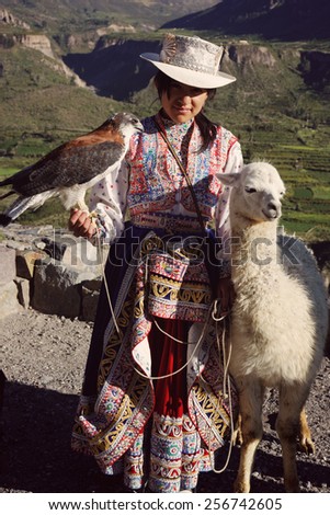 YANQUE, CAYLLOMA/PERU - JANUARY 25, 2013: Young woman holding a tame hawk standing next to a llama in Yanque in Peru.