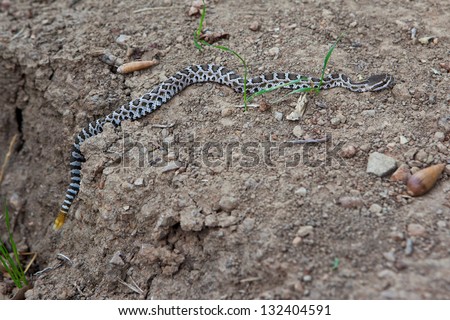 Juvenile Southern Pacific Rattlesnake (Crotalus oreganus helleri), Southern California