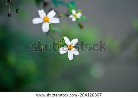 Two wildflowers isolated from blue water background