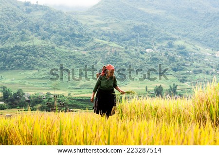 MUCANGCHAI, VIETNAM - SEP 22: Unidentified ethnic minority people visit their rice fields in Mu Cang Chai on SEP 22, 2014 in Mu Cang Chai, Yen Bai, Vietnam.