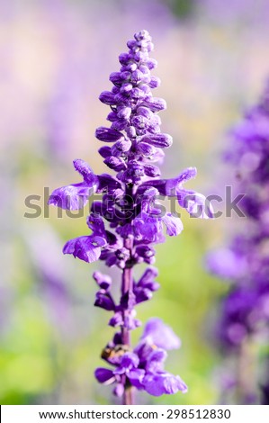 Lavender. Close up image. Soft Focus