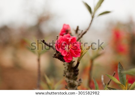 Pink Vietnamese plum flowers or Japanese apricot flowers, plum blossom soft focus and blurred background