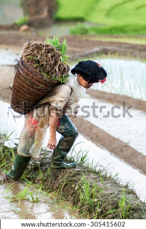 MUCANGCHAI, VIETNAM - SEP 22: Unidentified ethnic minority people prepare for plant rice in the rice fields in Mu Cang Chai on SEP 22, 2014 in Mu Cang Chai, Yen Bai, Vietnam.