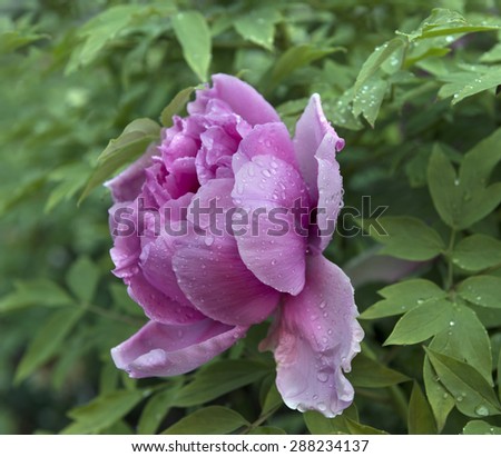 Close up of peony flower with rain drops on leaves and petals in botanic garden