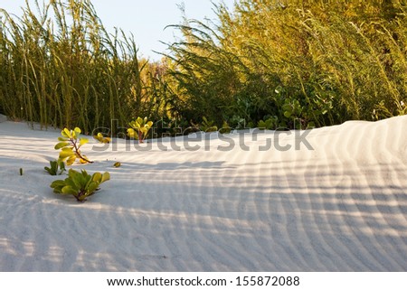 Plant shadow patterns on beach sand hill in early morning