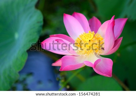 Pink water lily floating on water