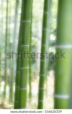 Closeup of green bamboo plant in forest