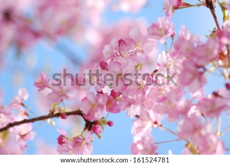 Light pink flowers attached to a branch.