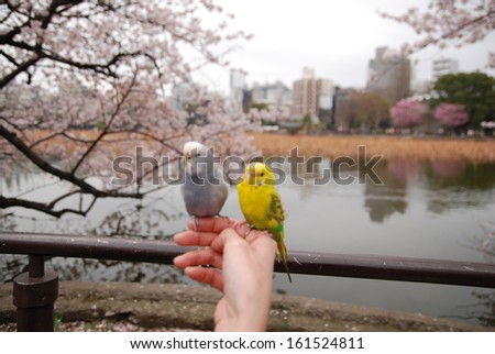 A gray bird and a yellow bird resting on a hand by a railing overlooking a river.