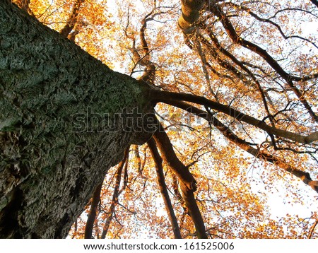 Low angle view of a tree with orange leaves.