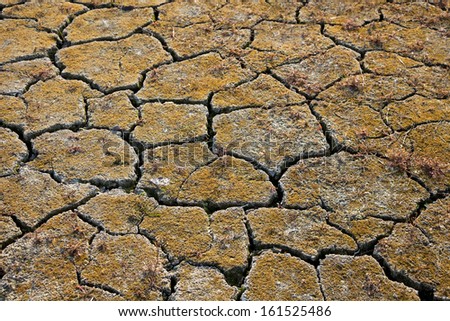 Cracked, barren, mossy, dry ground.