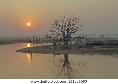 A tree by a river during the sunset.