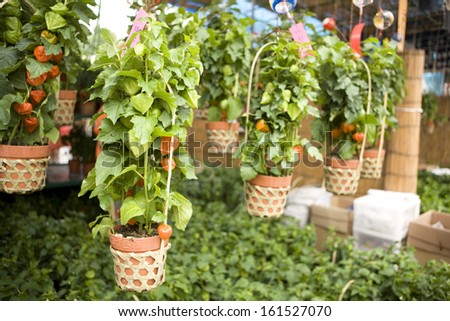Potted tomato plants hanging in a garden.