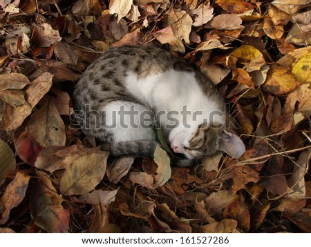 A small cat curled up in a pile of leaves.