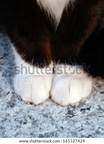 The black and white paws of a cat on snow.