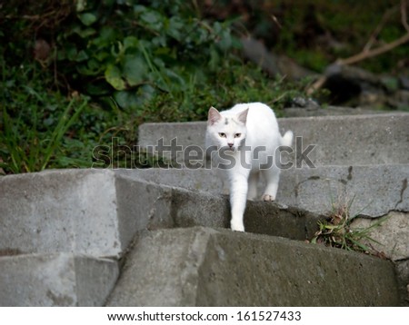A lone white cat walking down a set of concrete stairs.