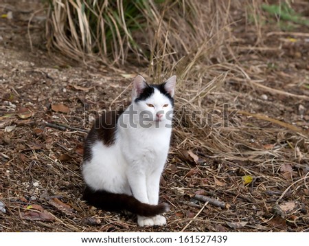 A black and white cat sitting in a field.