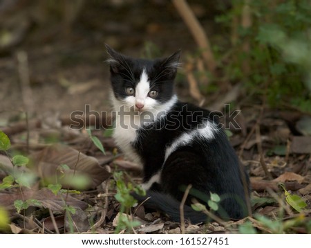 A black and white cat looking back in a forest.