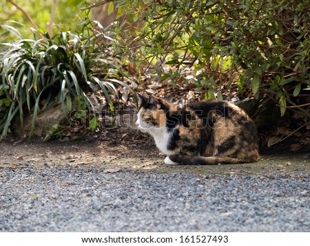 Calico cat laying underneath a shade shrub.