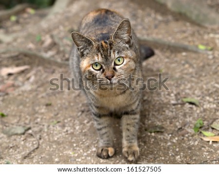 Close up of a cat standing on all four legs and staring straight ahead.