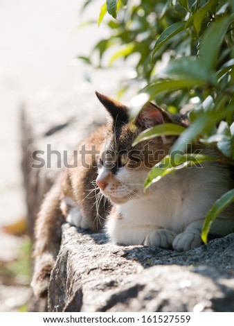 A brown and white cat sitting on a rock with plants in the back.