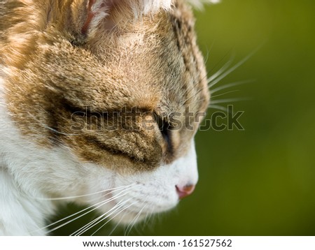 A side view of a two-toned cat that\'s looking down.
