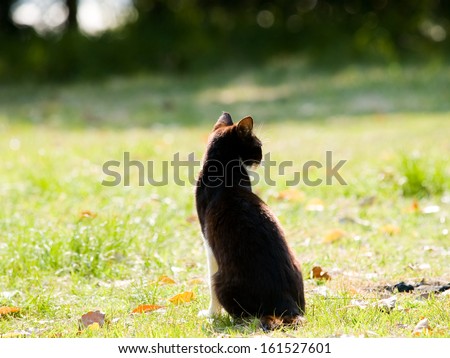 A rear view of a dark furred cat sitting in a green field.