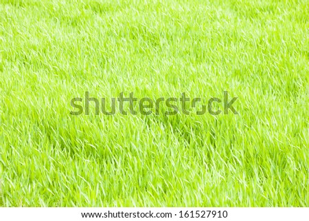 The bright green grass of a calm field.