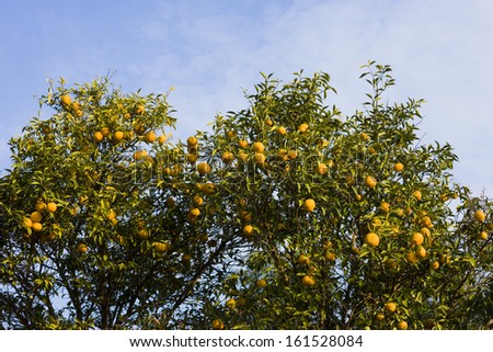 A tree filled with a bounty of orange fruit.