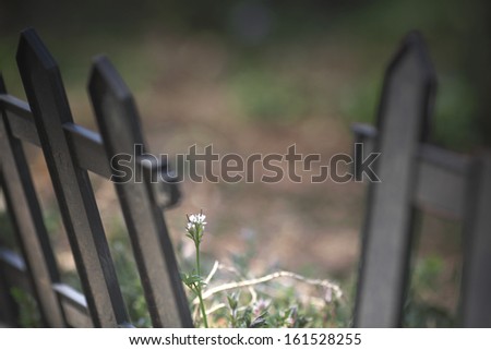 A wood fence in front of a garden of flowers.