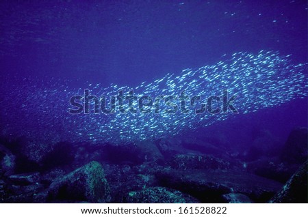 Several fish in a pack under water.