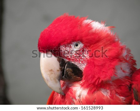 A red and white feathered bird with a large beak.
