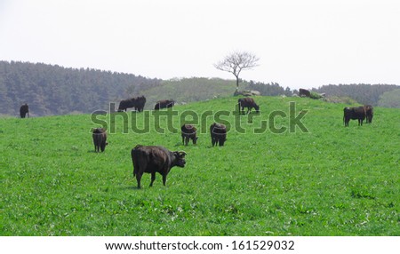 Black cattle graze on a grassy slope.