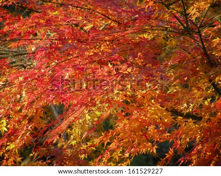 A branch of a Japanese maple tree in fall.