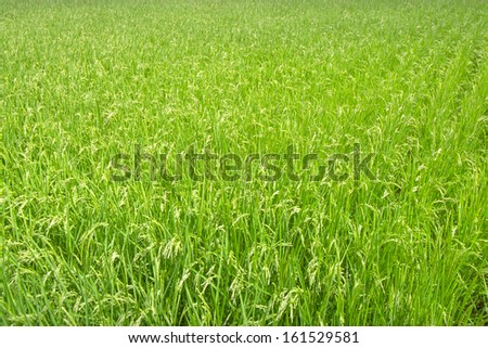 The tall green grass of a calm field.