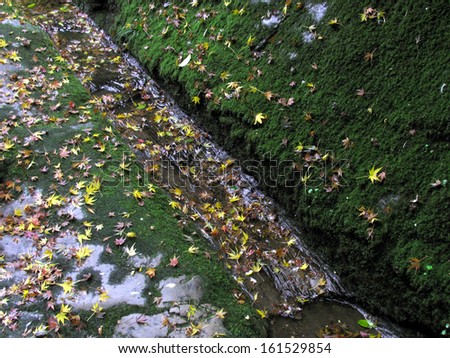 Fallen autumn leaves near a creek bed.